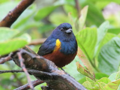 Euphonia pectoralis