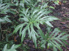 Thaumatophyllum bipinnatifidum