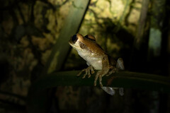 Osteocephalus yasuni