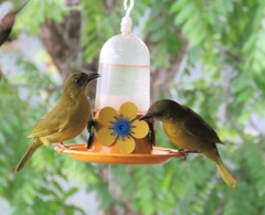 Orthogonys chloricterus