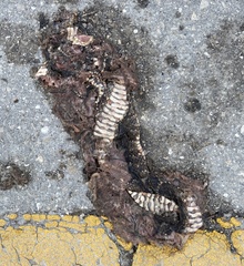 Nerodia fasciata pictiventris