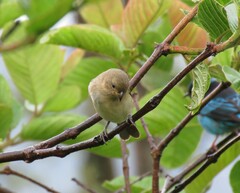 Sporophila caerulescens