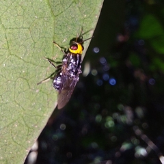 Cyphomyia