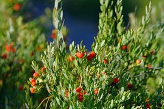 Osyris lanceolata