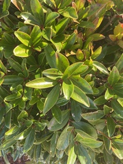 Euonymus japonicus