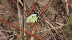 Belenois creona severina