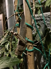 Anacridium aegyptium