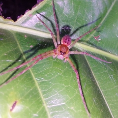 Thaumasia