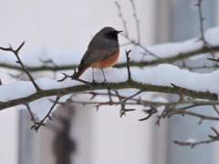 Phoenicurus ochruros phoenicuroides