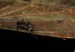 Odontomachus haematodus