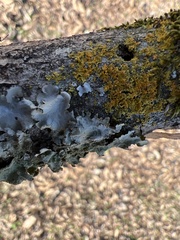 Xanthomendoza weberi