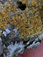 Xanthomendoza weberi