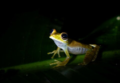 Boana calcarata