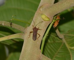 Anasa varicornis