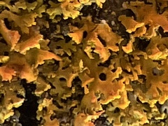 Xanthomendoza weberi