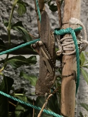 Anacridium aegyptium