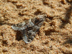 Drasteria picta
