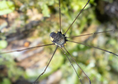 Phalangioidea