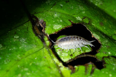 Oniscidea