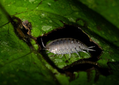 Oniscidea