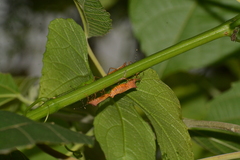 Anasa varicornis