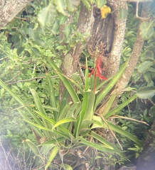 Aechmea bracteata