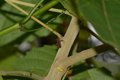 Anasa varicornis