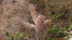 Euphorbia clava