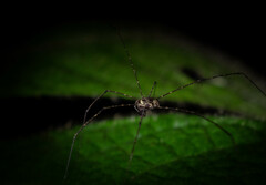 Phalangioidea