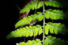 Sibambea
