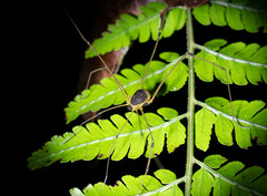 Sibambea