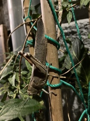 Anacridium aegyptium