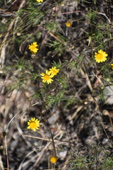Thymophylla pentachaeta