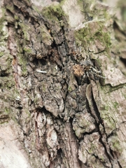 Bassaniana decorata