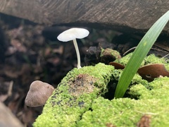 Lactocollybia