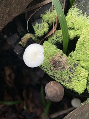 Lactocollybia
