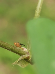 Drosophilidae
