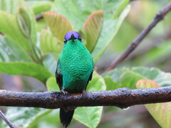 Thalurania glaucopis