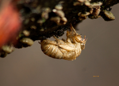 Neotibicen canicularis