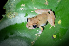 Pristimantis kichwarum