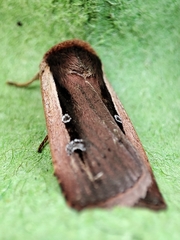 Ochropleura leucogaster
