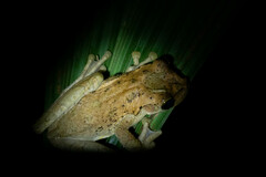 Osteocephalus taurinus