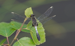 Leucorrhinia caudalis