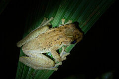 Osteocephalus taurinus