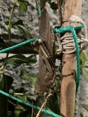 Anacridium aegyptium