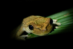 Osteocephalus taurinus