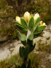 Aspalathus aspalathoides