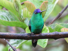 Thalurania glaucopis