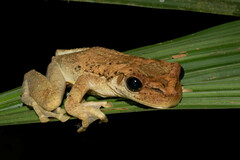 Osteocephalus taurinus