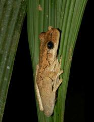 Osteocephalus taurinus